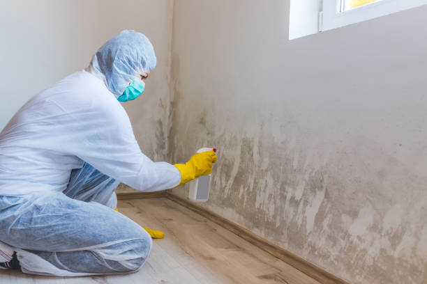 Professional mold removal team in Woodstock